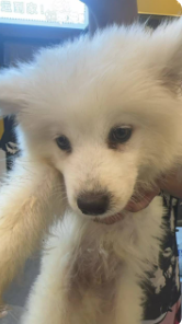 萨摩耶的眼泪怎么去掉