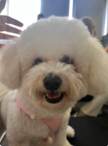 如何让狗狗不晕车吃药