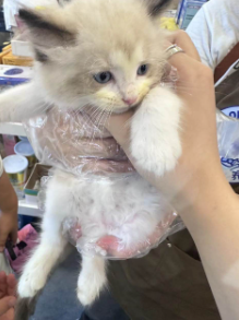 布偶猫掉毛严重怎么办