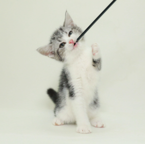 如何为猫咪提供全面的营养