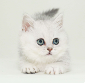 如何有效的进行猫咪行为训练和提交社交技巧