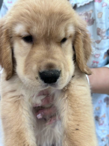 小金毛拉稀怎么办 小金毛拉稀怎么办