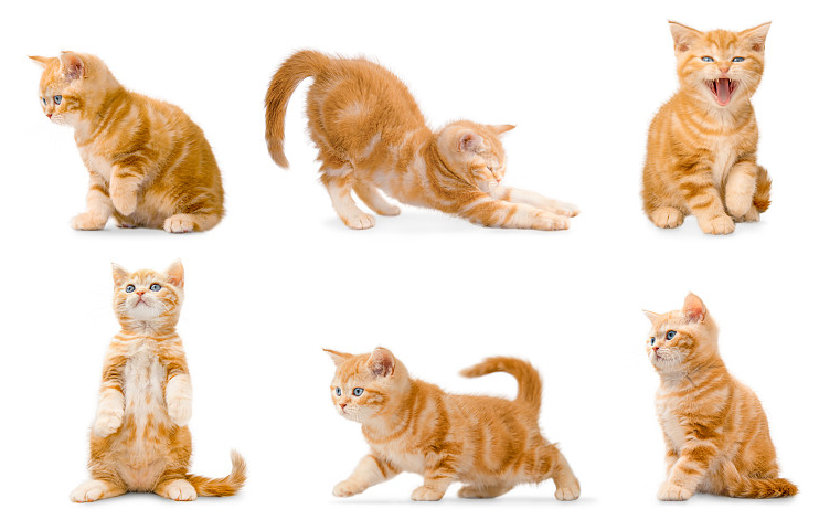 优质宠物寄养服务