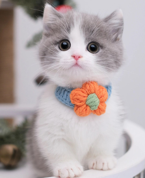 优质宠物寄养服务