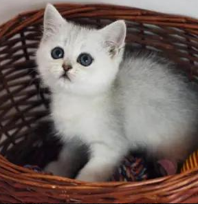 银渐层幼猫领养