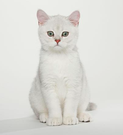 银渐层幼猫领养