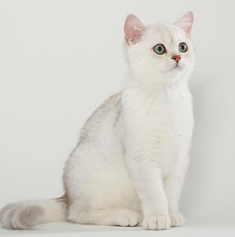 银渐层幼猫领养